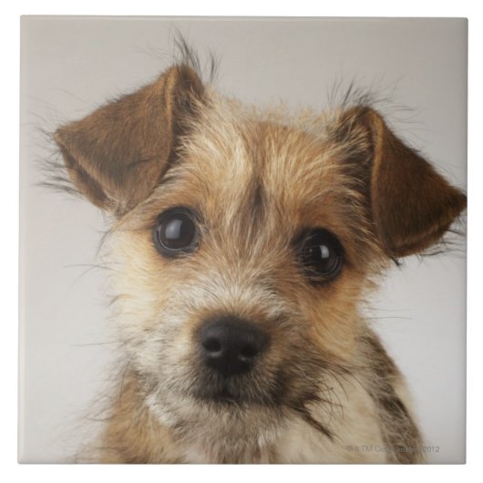 Puppy (Canis familiaris) Tegeltje (Voorkant)