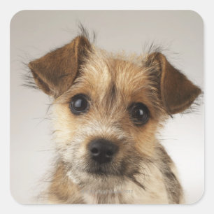Puppy (Canis familiaris) Vierkante Sticker