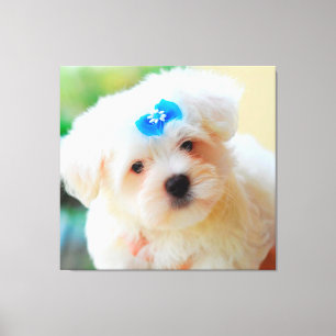Puppy Canvas Afdruk