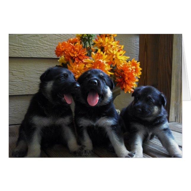 Puppy Card (Voorkant Horizontaal)