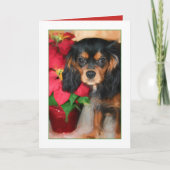 Puppy Cavalier King Charles Poinsettia Kaart (Voorkant)