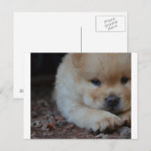 puppy chow chow.png briefkaart (Voorkant / Achterkant)