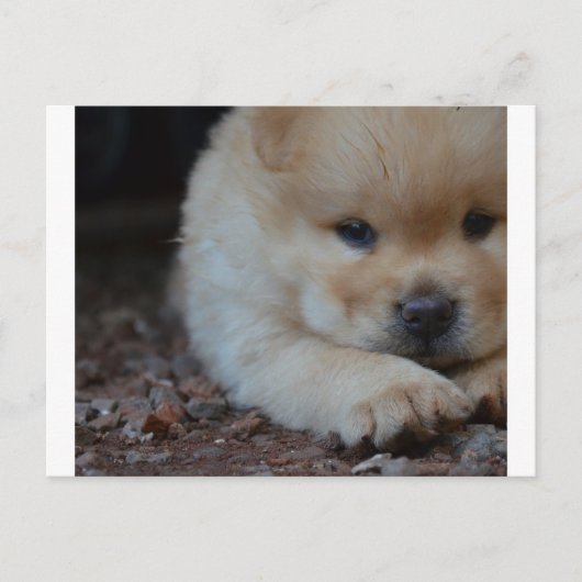puppy chow chow.png briefkaart (Voorkant)