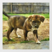 Puppy Curtness T-Shirt Raamklemmen Raamsticker (Vel)