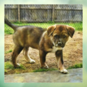 Puppy Curtness T-Shirt Raamklemmen Raamsticker (Vel 3)