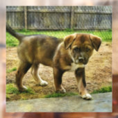 Puppy Curtness T-Shirt Raamklemmen Raamsticker (Vel 2)