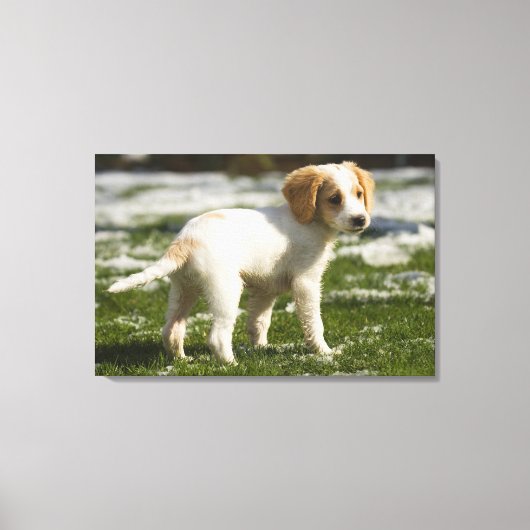 Puppy dat in de sneeuw speelt canvas afdruk (Voorkant)