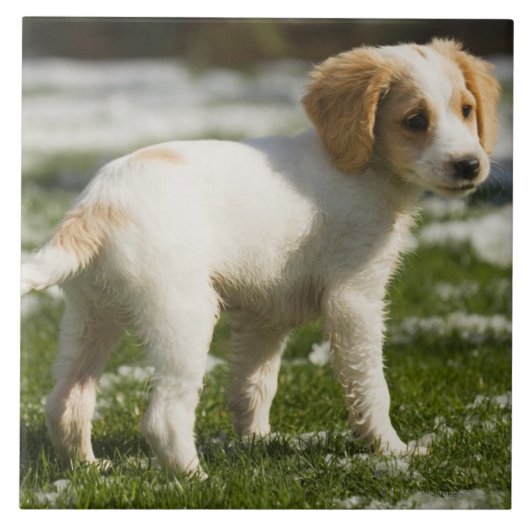Puppy dat in de sneeuw speelt tegeltje (Voorkant)