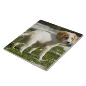 Puppy dat in de sneeuw speelt tegeltje (Zijkant)