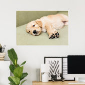 Puppy dat neer op Sofa ligt Poster (Thuiskantoor)