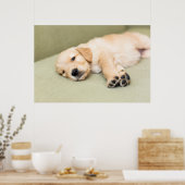 Puppy dat neer op Sofa ligt Poster (Keuken)