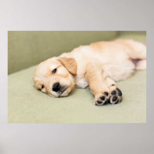 Puppy dat neer op Sofa ligt Poster (Voorkant)