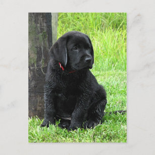 Puppy Days of Summer - Black Labrador Briefkaart
