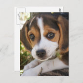 Puppy Dog Beagle Briefkaart (Voorkant / Achterkant)