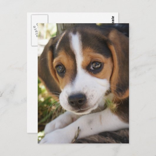 Puppy Dog Beagle Briefkaart (Voorkant / Achterkant)