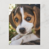 Puppy Dog Beagle Briefkaart (Voorkant)