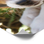 Puppy Dog Beagle Poster (Hoek)