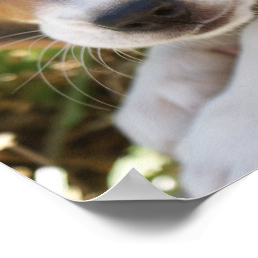 Puppy Dog Beagle Poster (Hoek)