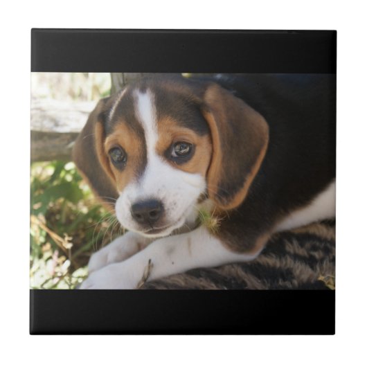 Puppy Dog Beagle Tegeltje (Voorkant)