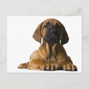 Puppy Dog Briefkaart