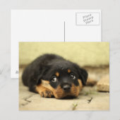 Puppy dog briefkaart (Voorkant / Achterkant)