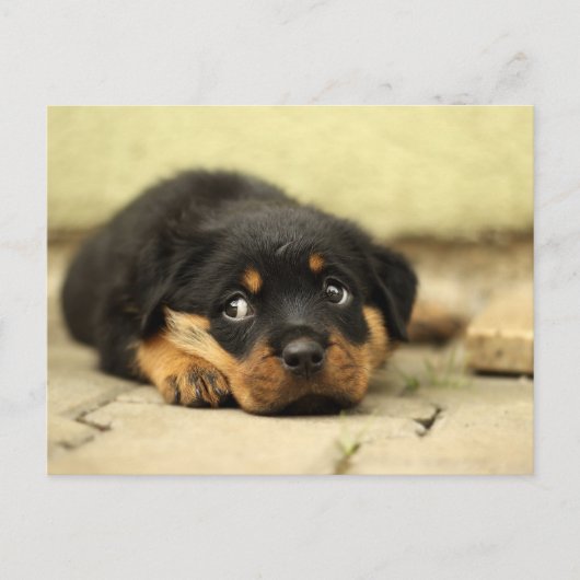 Puppy dog briefkaart (Voorkant)