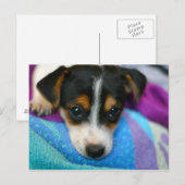 Puppy Dog Eyes Briefkaart (Voorkant / Achterkant)