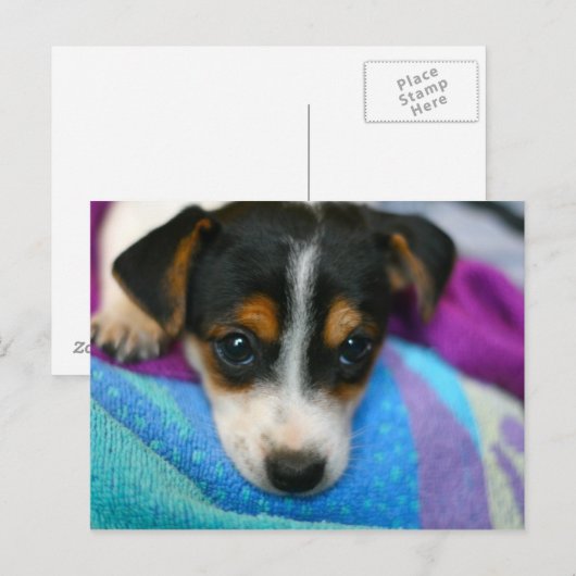 Puppy Dog Eyes Briefkaart (Voorkant / Achterkant)