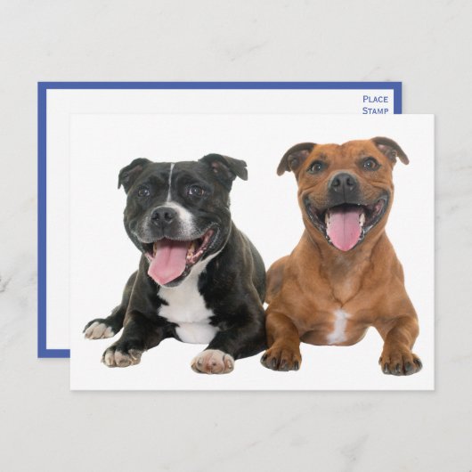 Puppy Dog Hallo Pitbull Briefkaart (Voorkant / Achterkant)