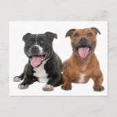 Puppy Dog Hallo Pitbull Briefkaart (Voorkant)