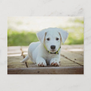 Puppy Dog Huisdier Schattige Witte Schattige Hond Briefkaart