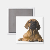 Puppy Dog Magneet (Voorkant / Achterkant)