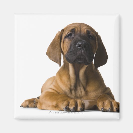 Puppy Dog Magneet (Voorkant)