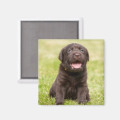 Puppy dog magneet (Voorkant / Achterkant)