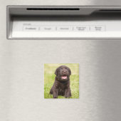 Puppy dog magneet (Insitu (Vaatwasser))