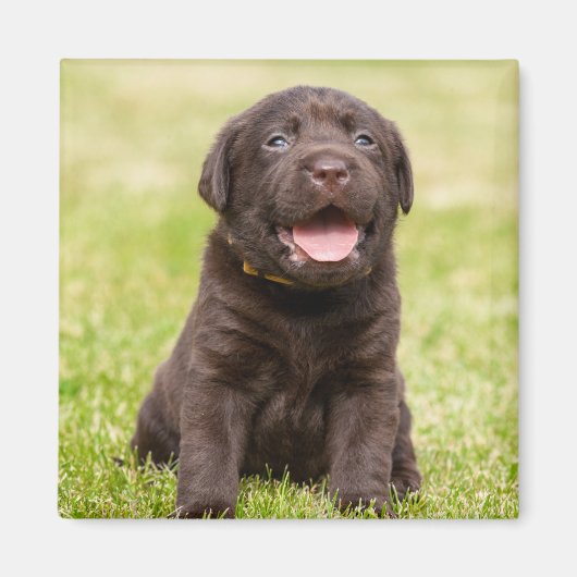 Puppy dog magneet (Voorkant)