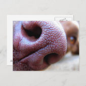 Puppy Dog Nose Briefkaart (Voorkant / Achterkant)