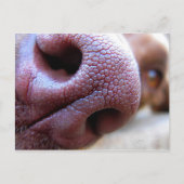 Puppy Dog Nose Briefkaart (Voorkant)