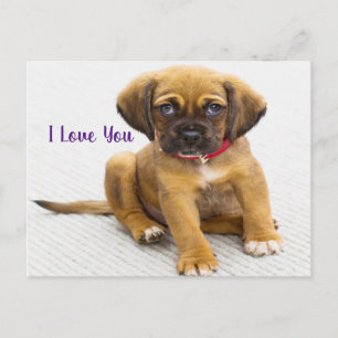Puppy dog ogen briefkaart