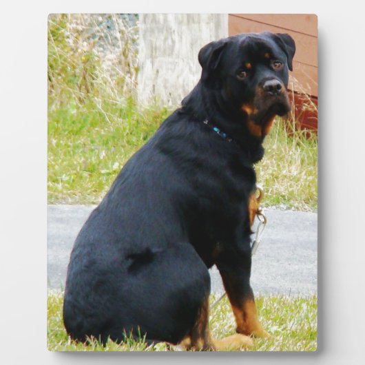 Puppy-dog-ogen Fotoplaat (Voorkant)