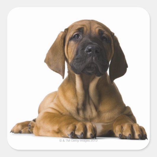 Puppy Dog Vierkante Sticker (Voorkant)