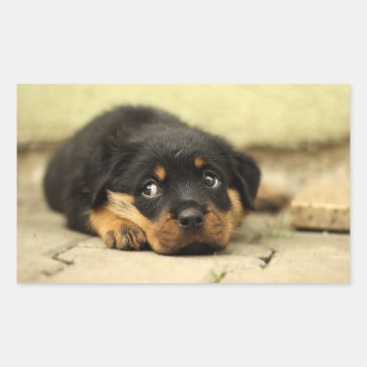 Puppy doggy rechthoekige sticker (Voorkant)