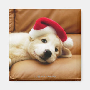Puppy draagt een pet voor kerstmis en ligt op sofa magneet