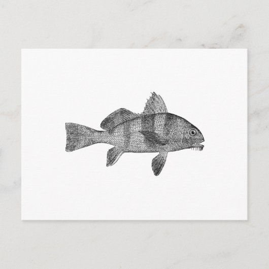 Puppy Drum Logo (lijnkunst) Briefkaart (Voorkant)