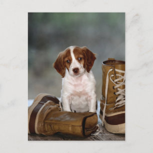 Puppy en Boots Briefkaart