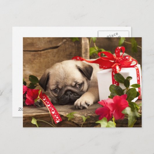 Puppy en cadeaudoos briefkaart (Voorkant / Achterkant)