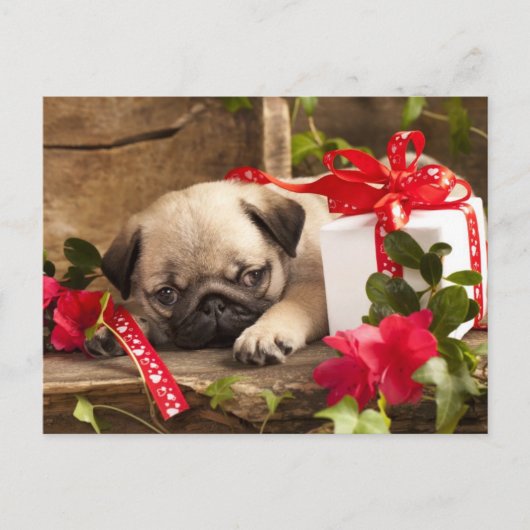 Puppy en cadeaudoos briefkaart (Voorkant)