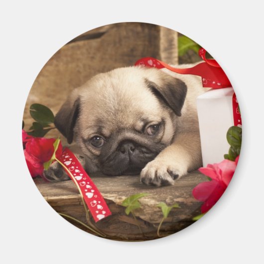 Puppy en cadeaudoos magneet (Voorkant)