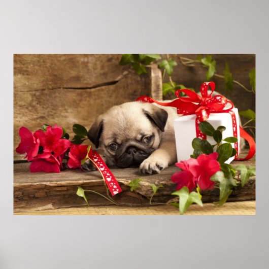 Puppy en cadeaudoos poster (Voorkant)