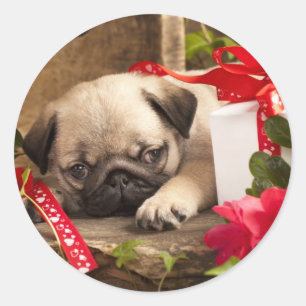 Puppy en cadeaudoos ronde sticker